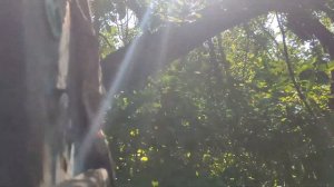 Проверка ловушек на пчёл. И снова пчёлы на деревьях дома.