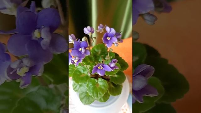 Обзор фиалок стандарты и мини. смотреть онлайн