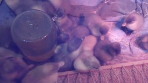 Выращивание уток Голубой Фаворит / Суточные утята нюансы при содержании