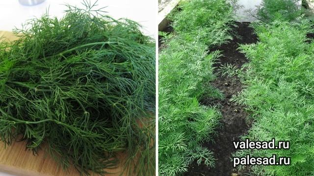 САЖАЙТЕ ЭТОТ УКРОП, ЕСЛИ ХОТИТЕ ВКУСНУЮ, АРОМАТНУЮ ЗЕЛЕНЬ! Урожайный сорт!