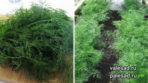 САЖАЙТЕ ЭТОТ УКРОП, ЕСЛИ ХОТИТЕ ВКУСНУЮ, АРОМАТНУЮ ЗЕЛЕНЬ! Урожайный сорт!