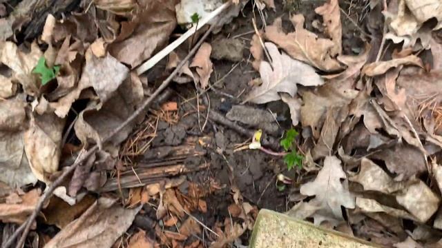 Оранжереи Мордвиновых или крематорий? смотреть онлайн