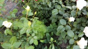 МОИ РОЗЫ, важные и лёгкие правила ухода, начинающим розоводам!