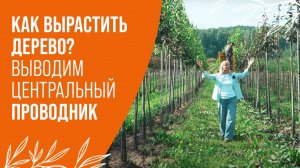 КАК ВЫРАЩИВАТЬ ДЕРЕВЬЯ? ВЫВОДИМ ЦЕНТРАЛЬНЫЙ ПРОВОДНИК