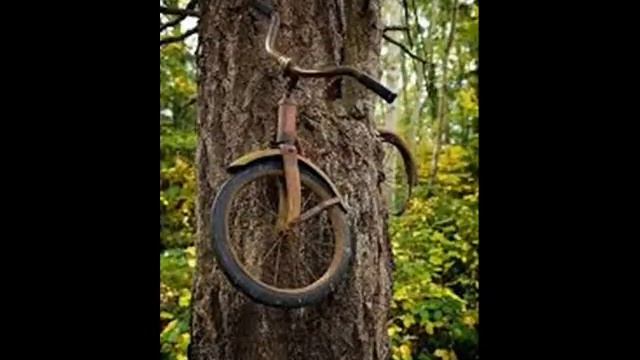 Чудо природы Дерево ( Wonder of Nature Wood)