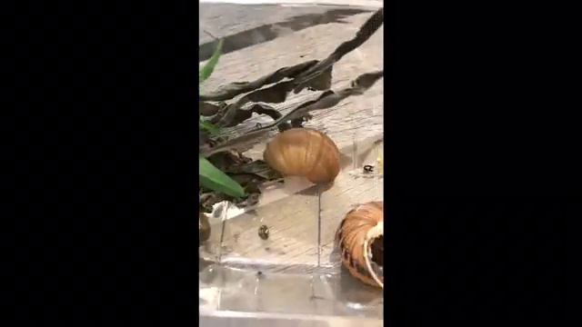 Моя Мухоловка Максимилиан И 10 Улиток😱 смотреть онлайн