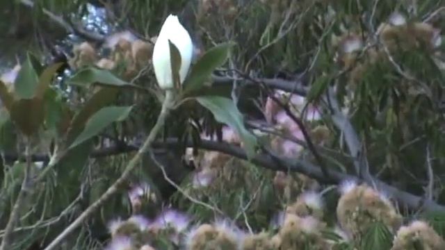 красивые цветочки на дереве смотреть онлайн