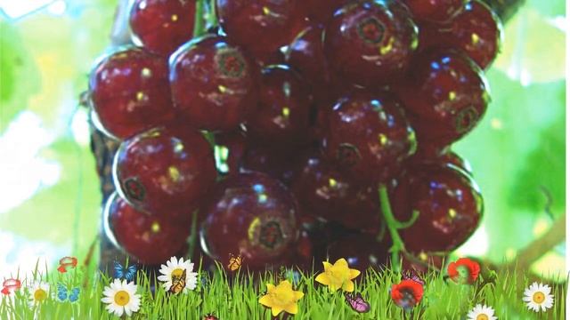 Смородина красная Виксне ? Обзор: посадка и уход. крупномеры смородины: описание и особенности