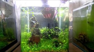 #Dennerle_Nano_20L аквариум на земле. Шесть месяцев после запуска.