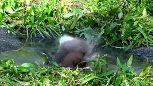 #прямой _ эфир общение  Дрозды купаются птицы на водопое