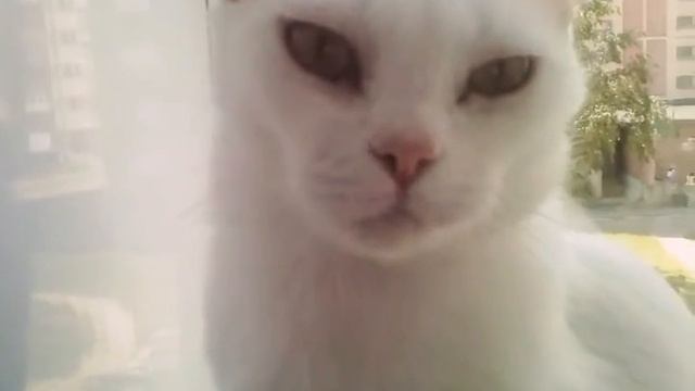 У НАС В ДОМЕ БАРАБАШКА?! Котишка берётся за дело ! смотреть онлайн