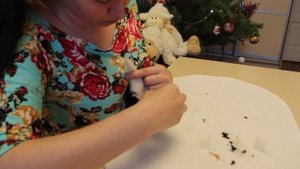 Уход за собакой.Гигиеническая стрижка собак.Бивер и уход за ним.Видео питомника Шоу Кураж г. Самара