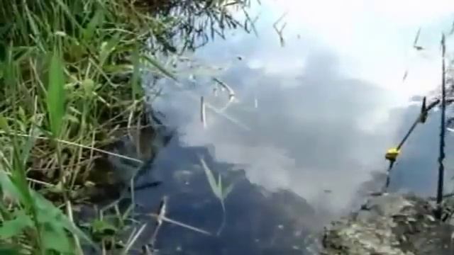 Ловля золотого карася