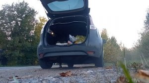 Сценик 3 выхлоп