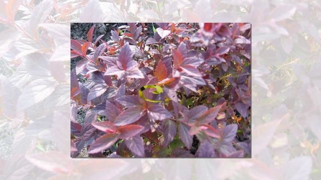 Цветущие деревья и декоративные кустарники (видео)