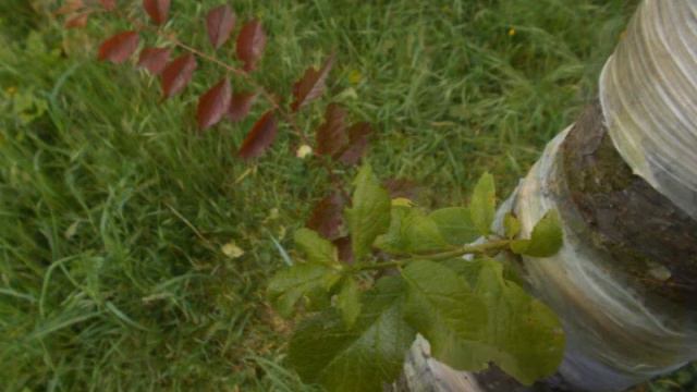 injerto bicolor de mirobalano смотреть онлайн