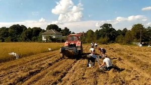 Сбор урожая картошки 2020 саморобной двухрядной копалкой,культивация поля тракторами ЮМЗ и МТЗ