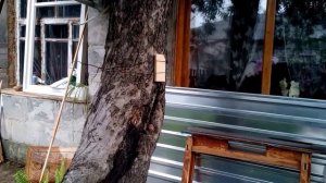 Crosman 1377 стрельба тест shooting test