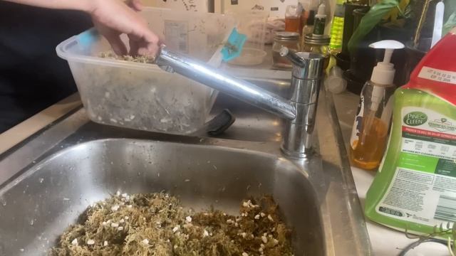 How to Remove Plants from Tissue Culture | Monstera deliciosa 'mint' смотреть онлайн