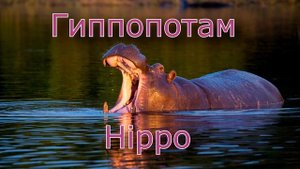 Учим диких животных 1-я часть. Познавательное видео для малышей на русском и английском.