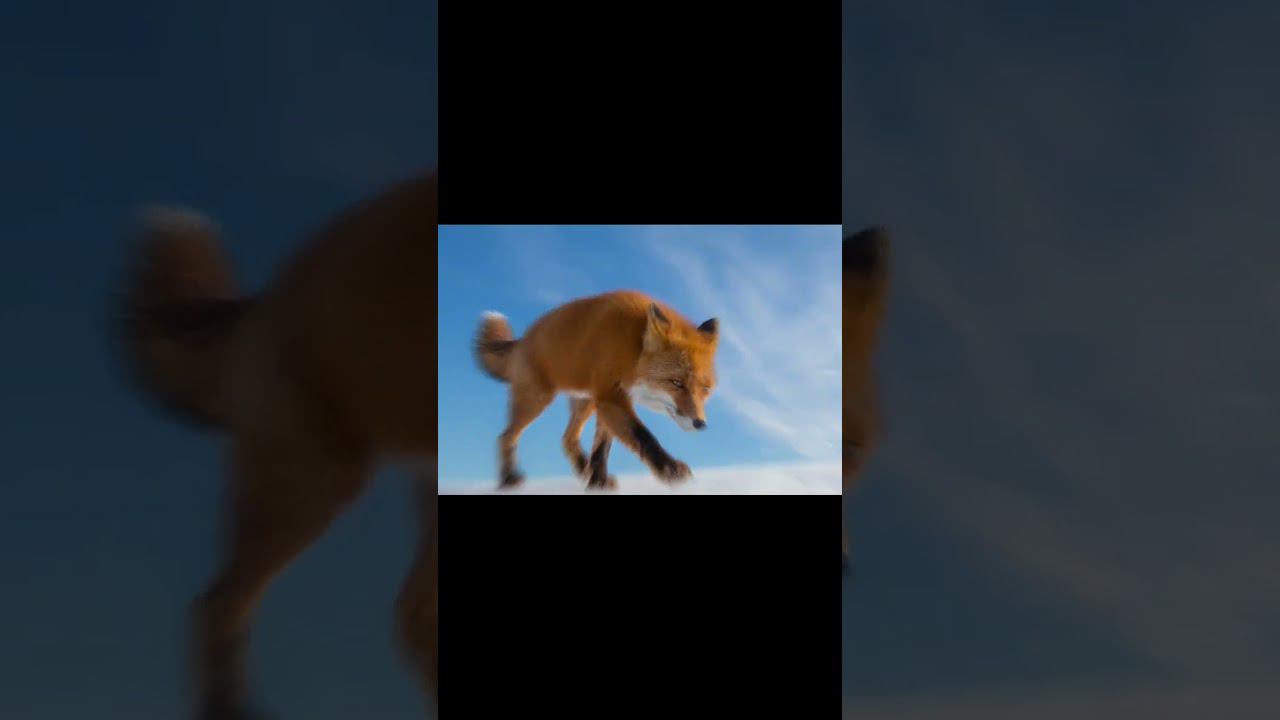 Пусть залетит...  #fox #animal #shorts #phonk #foxes