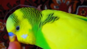 Волнистый попугай Гоша разговаривает и играется!!! #1