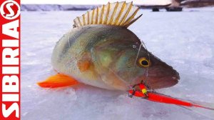 Вот это КАБАНЫ-ОКУНИ!  Ловчая блесна и СУПЕР клев на зимней рыбалке СИБИРИЯ