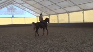 Конный спорт обучение. Пассаж на уздечке и без шпор.