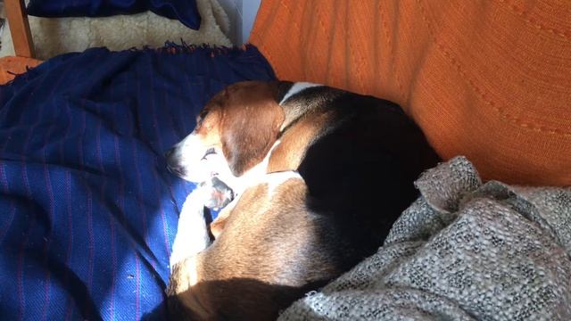 Бигль храпит во сне смотреть онлайн