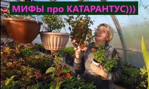 Мифы про катарантус. Все  опровержения основаны на моем опыте. Вы можете не согласиться.
