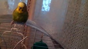 Попугайчик зовёт кота Сеню "кис-кис-кис"