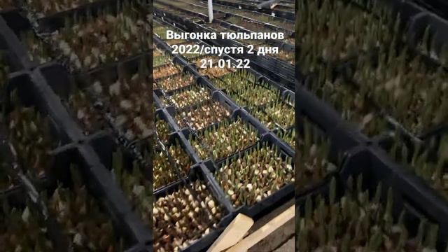 Выгонка тюльпанов 2022/спустя 2 дня 21.01.22