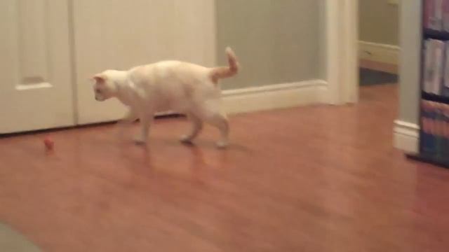 Lenny -  Feline Hyperesthesia Syndrome