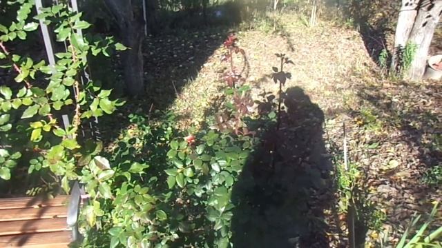 ￼Осенняя зарисовкам на даче. Цветёт роза Восточный Экспресс.￼ смотреть онлайн