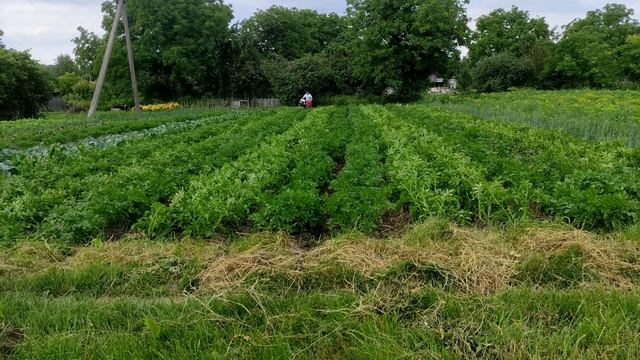 Прополка окучивание улучшенным дисковым окучником