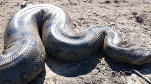 ВЫГУЛ ЗЛОЙ ГИГАНТСКОЙ АНАКОНДЫ. Вес самки удава, укусы змеи