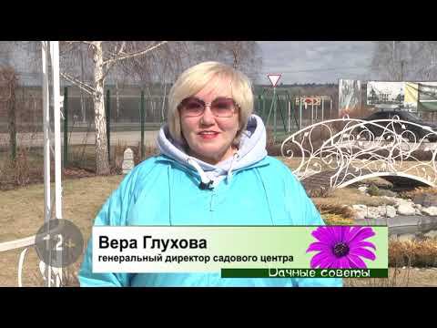 Правила весенней обрезки гортензий - рекомендации от Садового центра Веры Глуховой.