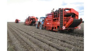 Сорт картофеля «Здабытак»