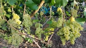 Сорт винограда Кишмиш 342