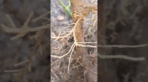 Самый лучший способ посадки роз! Как наростить розе на привое собственные корни!