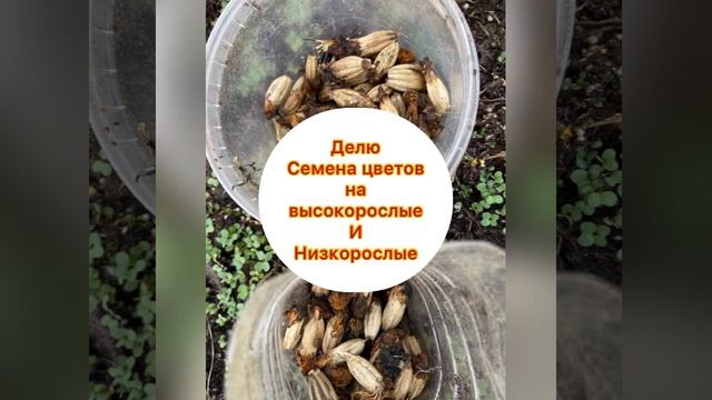 Самые дешёвые семена бархатцев! А это которые Вы соберёте сами ❤️Семена собрать и сберечь до весны смотреть онлайн