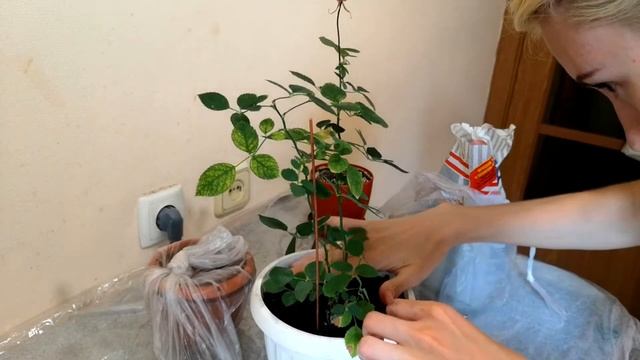 МОИ ЦВЕТЫ | ПЕРЕСАДКА ЦВЕТОВ | РАЗМНОЖЕНИЕ КОМНАТНОЙ РОЗЫ | КАК ВЫРАСТИТЬ ЛИМОН. смотреть онлайн