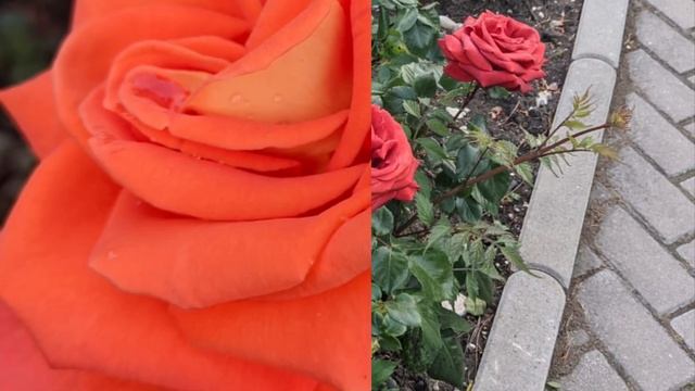 Розы "оккупировали" Геленджик смотреть онлайн