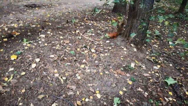 Белка и каштан смотреть онлайн