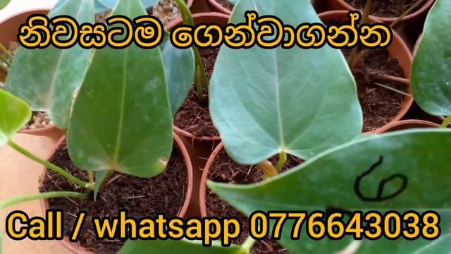 ඇන්තූරියම් කුඩා පැල සොයන ඔබට වර්ග 30 කින් කුඩා පැල එකතුවක් | anthurium wagawa | anthurium warga смотреть онлайн