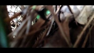 Крики ЛОСЯ. ЛОСЬ вышел на нас в лесу