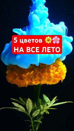 ЦВЕТУТ ВСЕ ЛЕТО находка для цветоводов