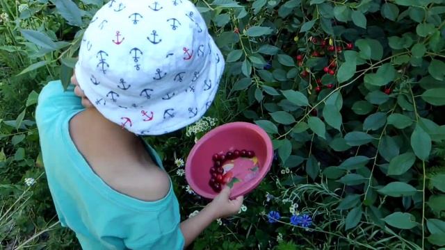 Сбор урожая 2022 вишня и черешня смотреть онлайн