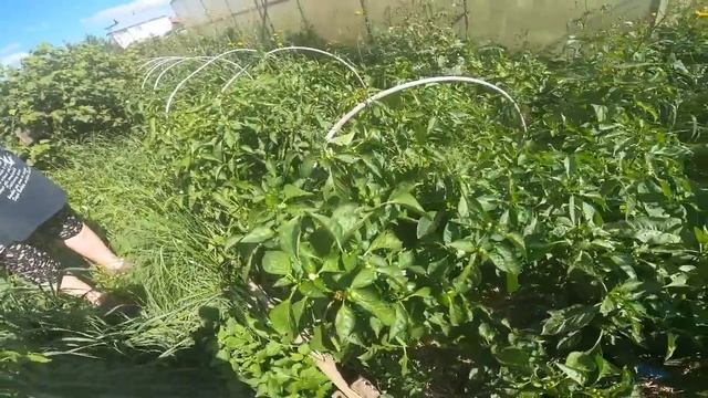 Семейные посиделки ЧТО СЛУЧИЛОСЬ В ТЕПЛИЦЕ КТО ЭТО СДЕЛАЛ !!!! борьба с вредителями смотреть онлайн