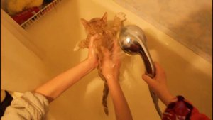 Моем кота в ванной. Cat in the bathroom